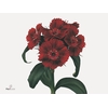 Di Barb B Diep Rood
