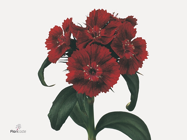 Di Barb B Diep Rood