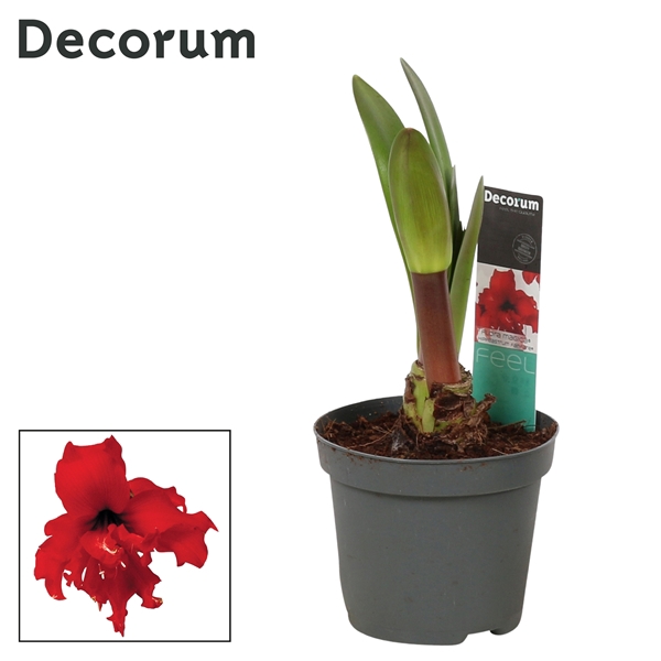 Hippeastrum Kolibri Fanfare 2 Knop (Decorum)