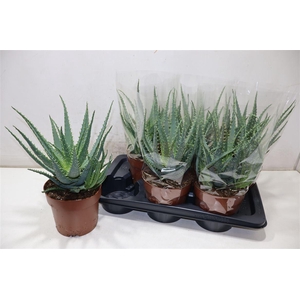arr8 Aloe Arborescens