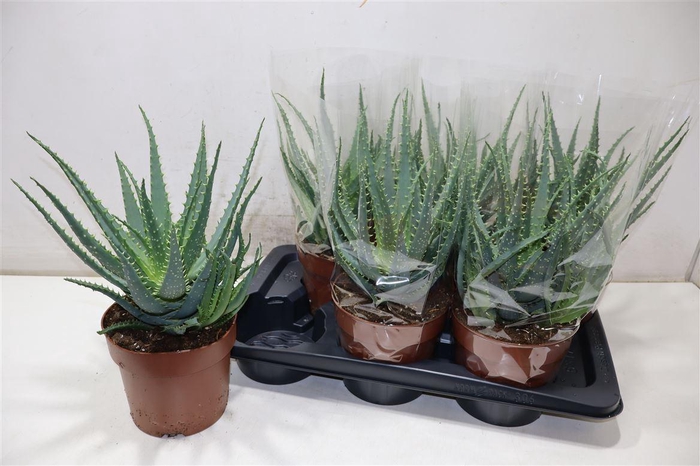 <h4>arr8 Aloe Arborescens</h4>