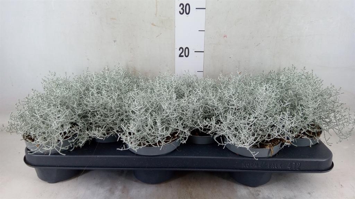 <h4>Leucophyta brownii</h4>