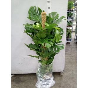 Monstera pertusum