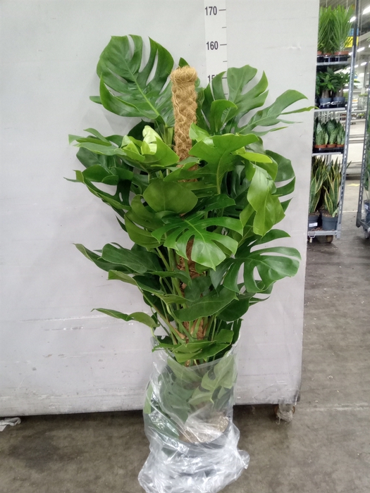<h4>Monstera pertusum</h4>