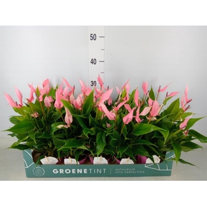 Anthurium andr. 'Lilli'