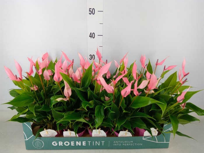 <h4>Anthurium andr. 'Lilli'</h4>