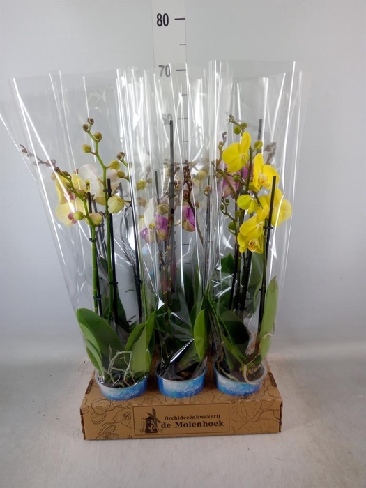 <h4>Phalaenopsis   ...mix  4</h4>