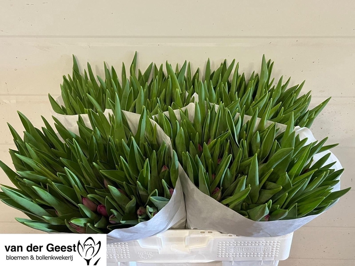 <h4>TU EN PINK ARDOUR</h4>