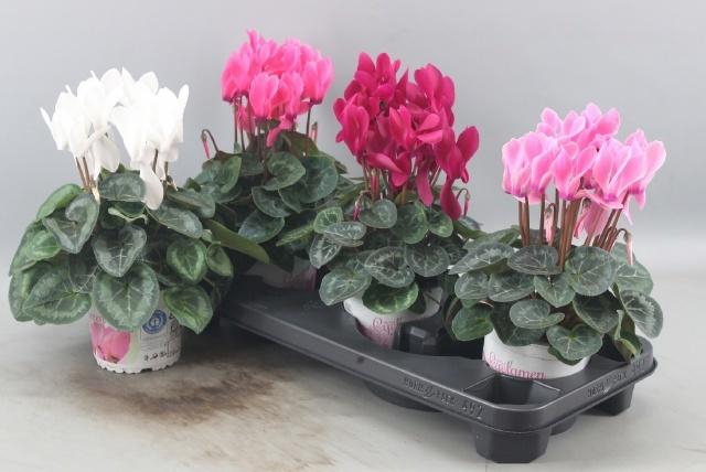 <h4>CYCL GR SUP XL</h4>