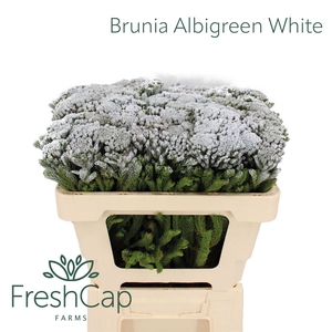 Brunia Albigreen Xmas - White