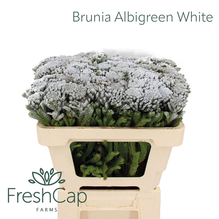 <h4>Brunia Albigreen Xmas - White</h4>