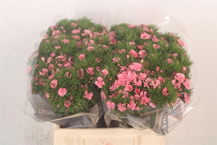 Di Barb Breanthus Tsaar Pink