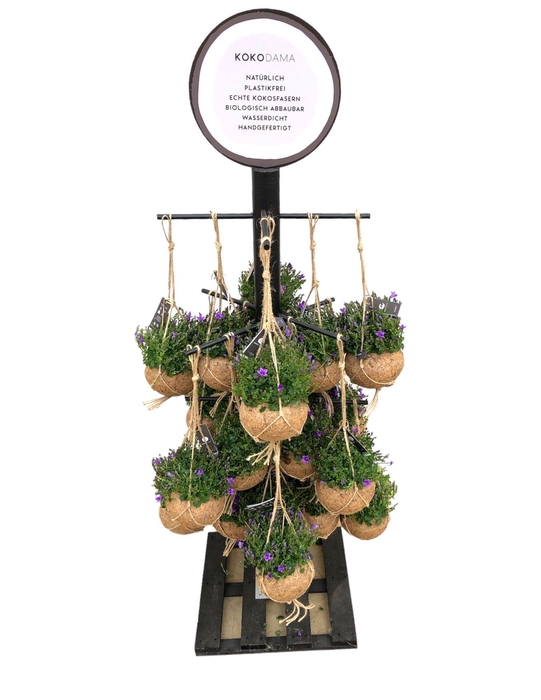 <h4>Kokodama Black Tree small INCLUDING 24 Kokodama Campanula's 'Addenda'</h4>