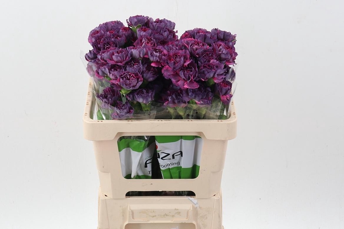 <h4>Di St Tatis 50cm</h4>