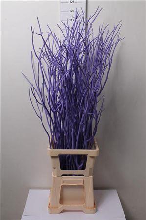 <h4>Mitsumata Col Milka</h4>