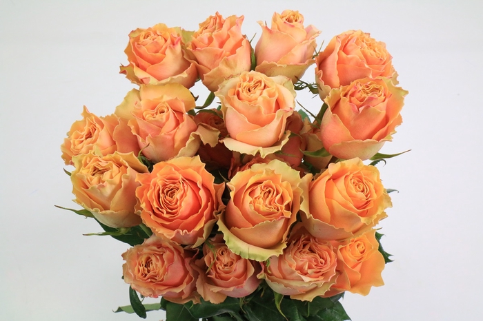 <h4>Rosa Ec Carpe Diem Peach</h4>