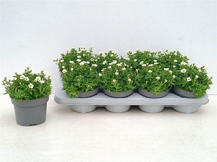 arr8 Saxif Ar Ic Pearl Wh