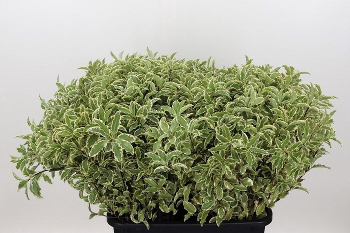 <h4>Pittosporum Nigra</h4>