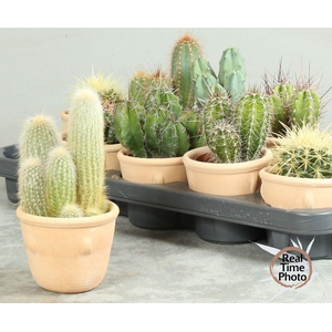 CACTUS OV