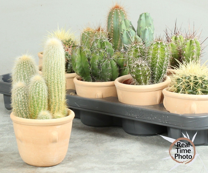 <h4>CACTUS OV</h4>