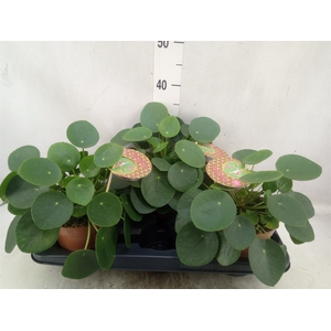 Pilea peperomoides