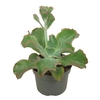 Echeveria