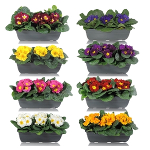 Primula Acaulis Grp gemengd