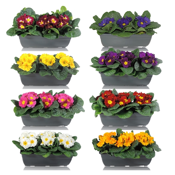 <h4>Primula Acaulis Grp gemengd</h4>