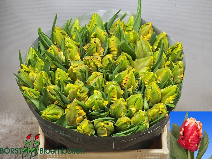 <h4>Tu Pa Dee Jay Parrot</h4>