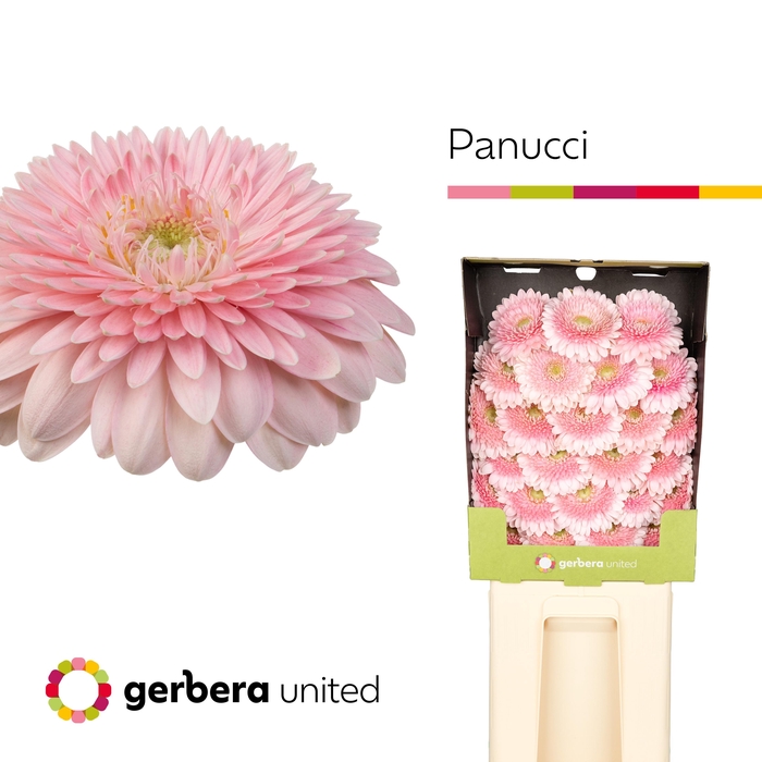 <h4>Ge Bv Panucci</h4>
