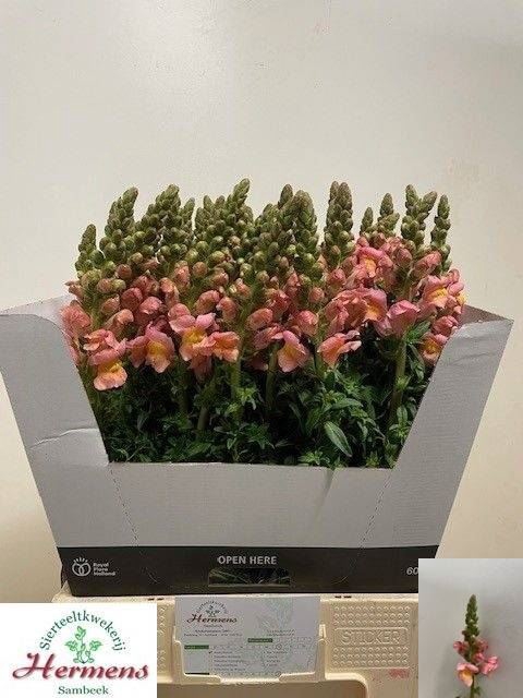 <h4>ANTIR TOULON APRICOT</h4>