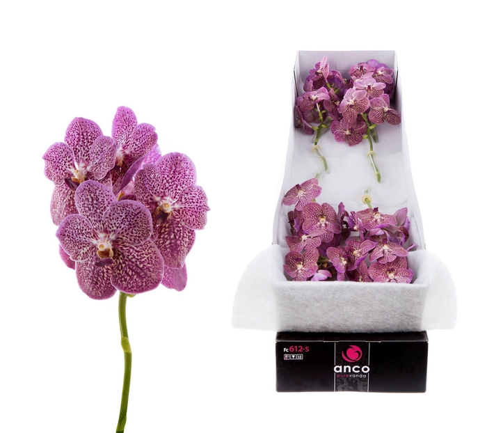 <h4>Vanda 'Nitaya Tropical Punch'</h4>