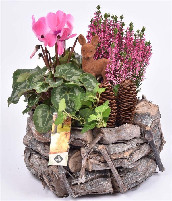 <h4>Natuur druivenhout 24cm</h4>