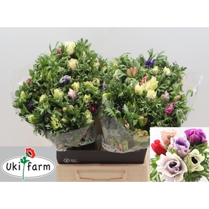 ANEM CO GALIL PASTEL