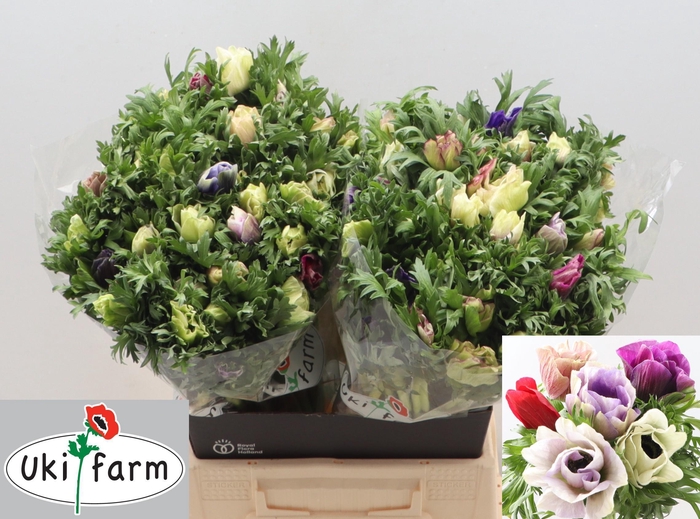 <h4>ANEM CO GALIL PASTEL</h4>