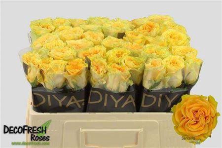 <h4>R Gr Santa Fe</h4>