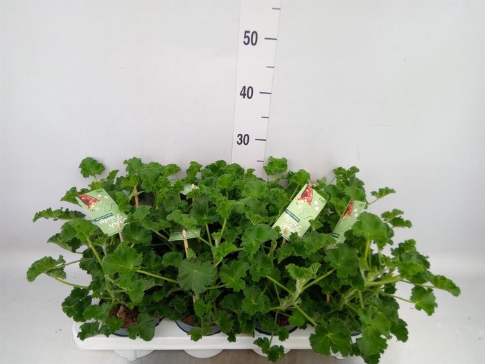 <h4>Pelargonium   ...mix smelling</h4>