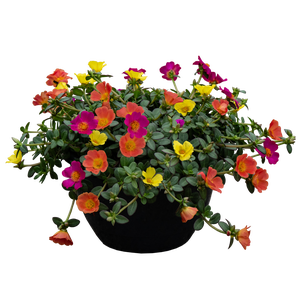 Portulaca carnaval 3 kleuren