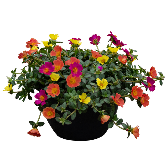 <h4>Portulaca carnaval 3 kleuren</h4>