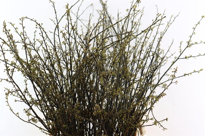 <h4>Litsea Green</h4>