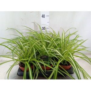 Chlorophytum  'Atlantic'