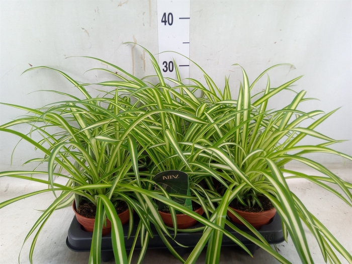 <h4>Chlorophytum  'Atlantic'</h4>