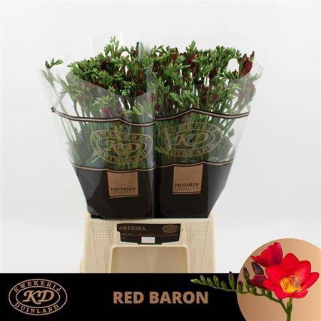 <h4>Fr En Red Baron</h4>