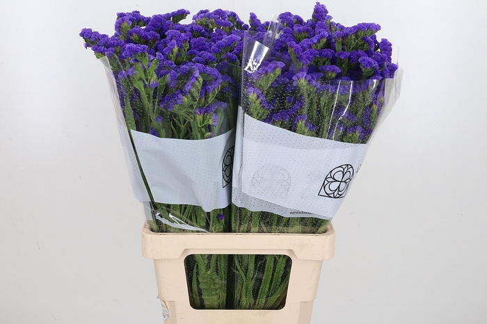 <h4>Limonium St Levis Wings</h4>