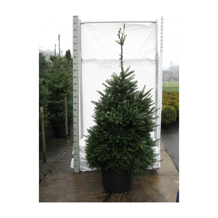 <h4>Abies koreana</h4>