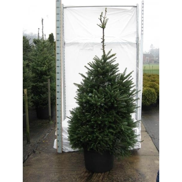 <h4>Abies koreana</h4>