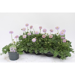 SCAB CO BUTTERFLY BL