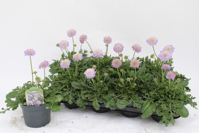 <h4>SCAB CO BUTTERFLY BL</h4>