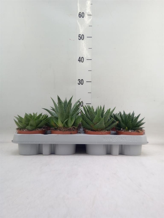 <h4>Aloe ...mix</h4>