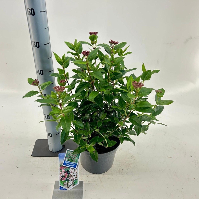 <h4>Viburnum tinus Eve Price</h4>